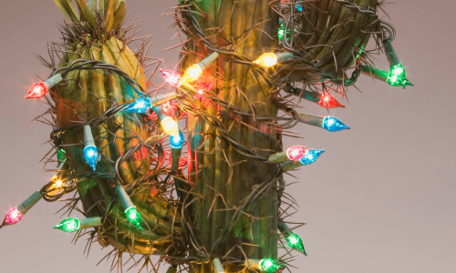 A cactus wrapped in colorful holiday lights, giving a festive, Southwestern twist to Christmas decor.