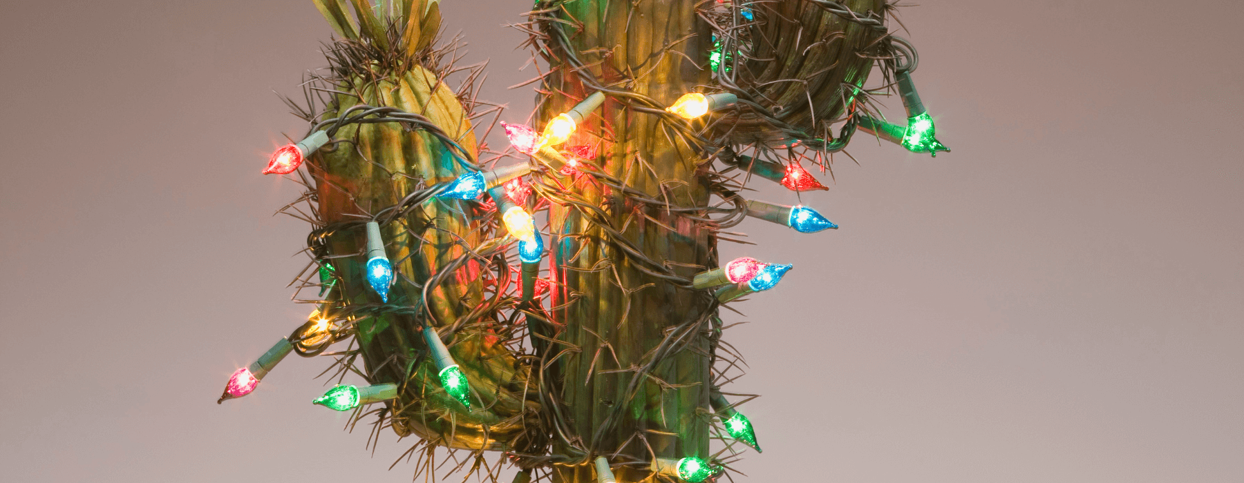 A cactus wrapped in colorful holiday lights, giving a festive, Southwestern twist to Christmas decor.