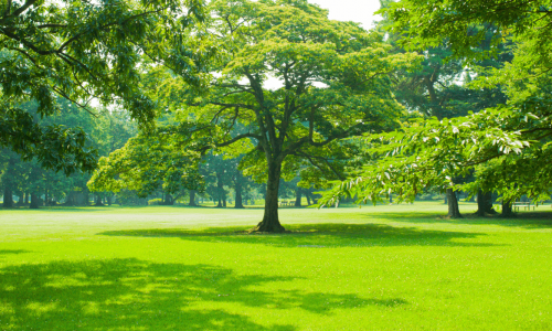 A sunny park with big trees and green grass, with some benches far away.