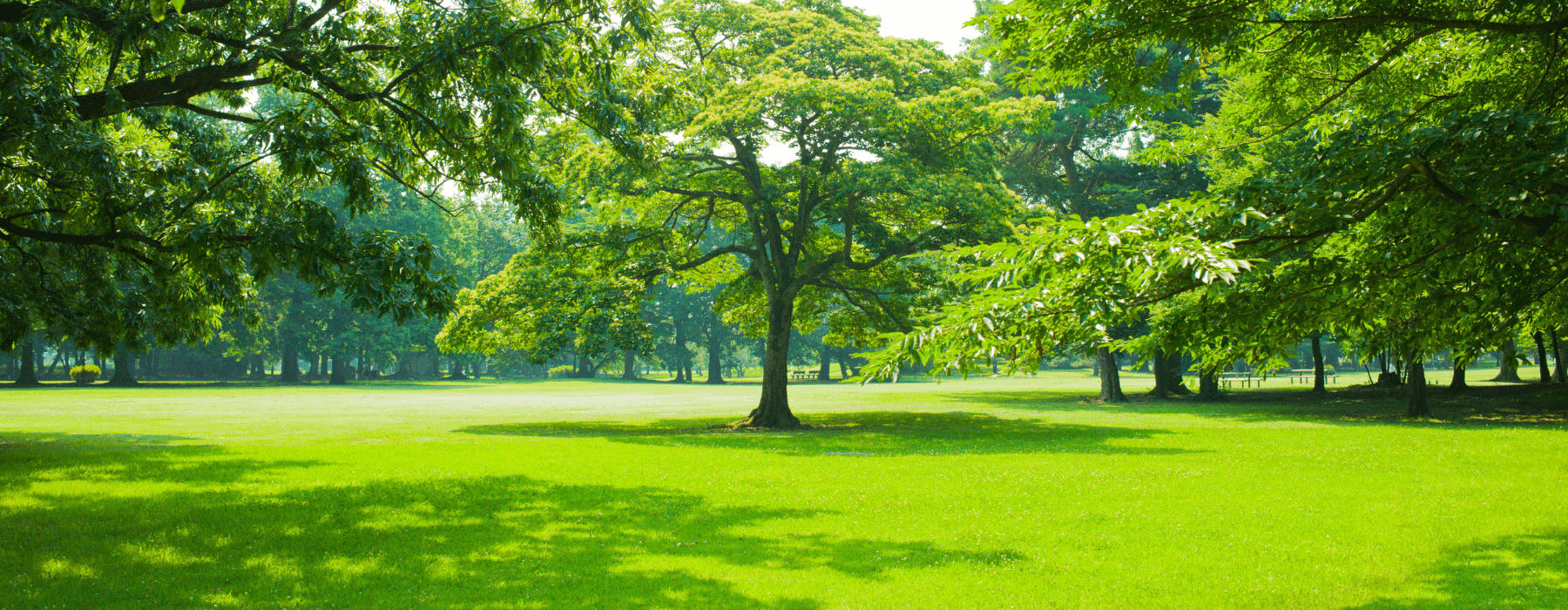 A sunny park with big trees and green grass, with some benches far away.